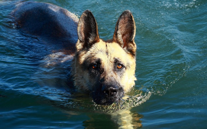 German Shepherd swimming wallpaper