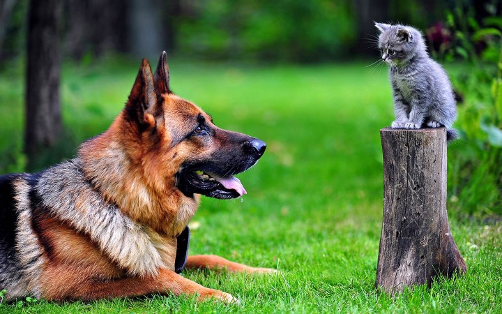 German Shepherd with cat wallpaper