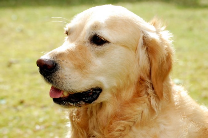 Golden Retriever head