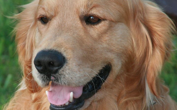 Golden Retriever head wallpaper