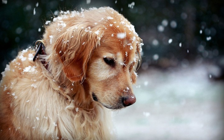 Golden Retriever in snow wallpaper