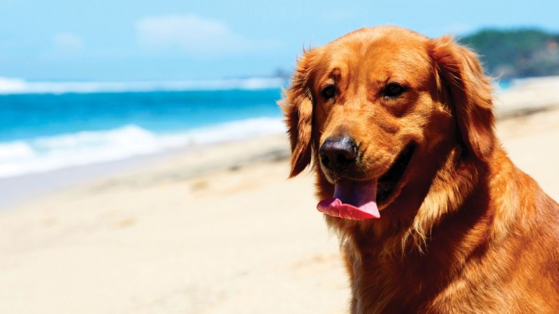 Golden Retriever on beach wallpaper (2)