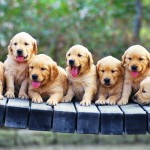 Golden Retriever puppies wallpaper