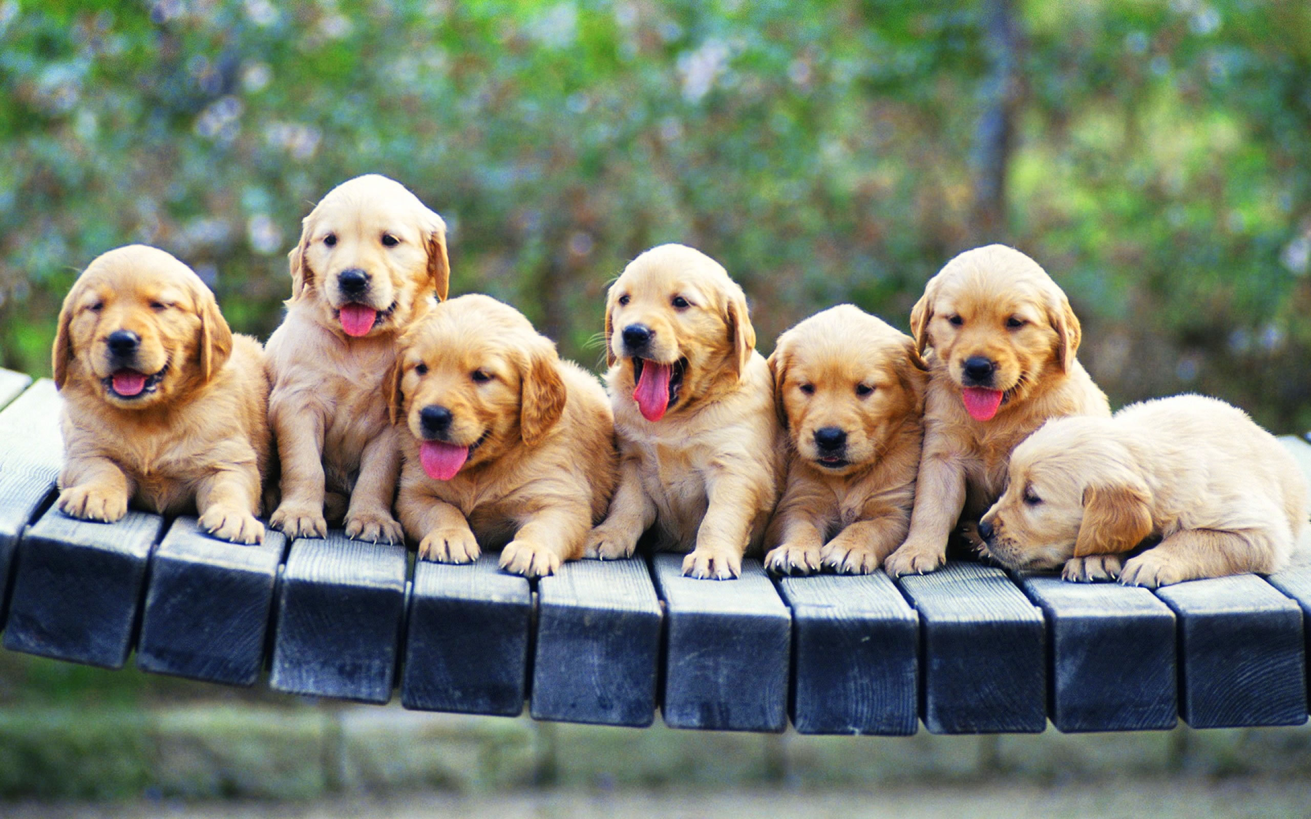 Golden Retriever Puppies Wallpaper My Doggy Rocks