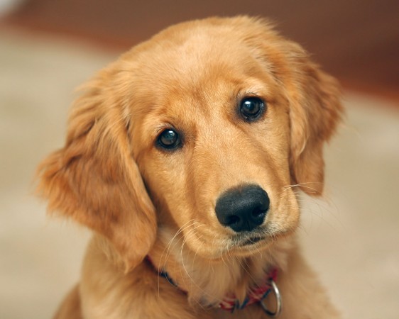 Golden Retriever puppy head