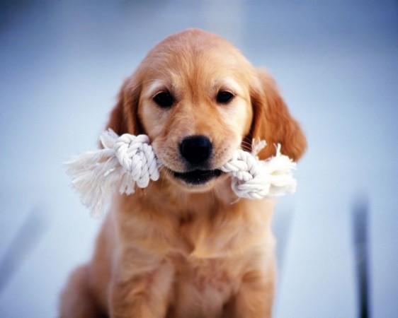 Golden Retriever puppy wallpaper