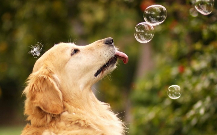 Golden Retriever wallpaper (3)