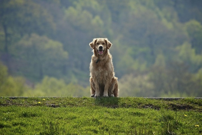 Golden Retriever wallpaper (6)