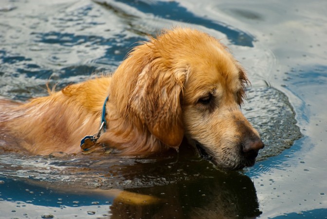 Golden retriever in water