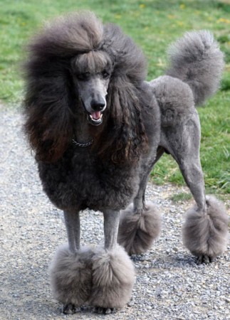 Gray standard poodle