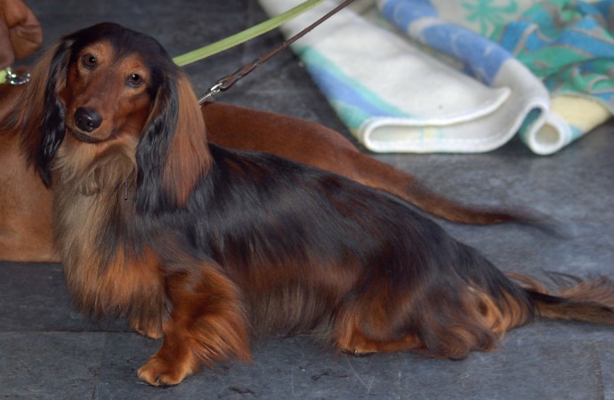 Long haired Dachshund