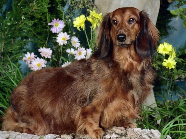 Long haired Dachshund wallpaper