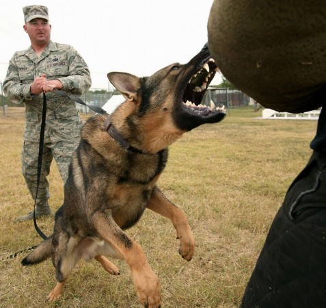 Military German Shepherd attacking - My Doggy Rocks