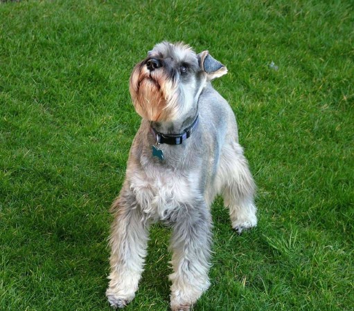 Miniature Schnauzer (2)