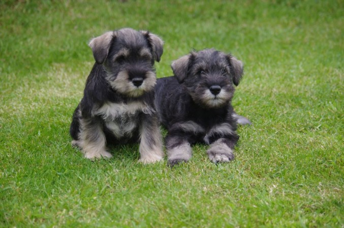 Miniature Schnauzer puppies (2)