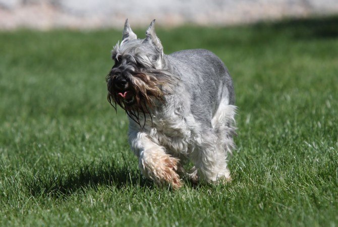 Miniature Schnauzer running