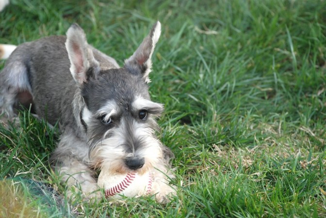 Miniature Schnauzer with ball