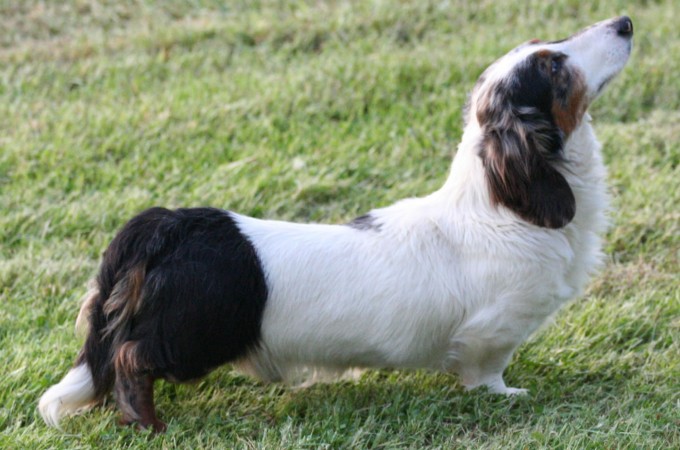 Parti color longhaired Dachshund