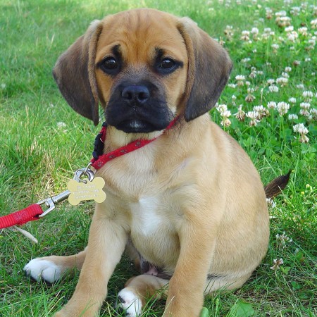 Puggle - Beagle and Pug mix