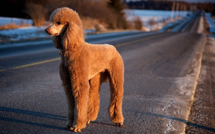 Red Poodle wallpaper