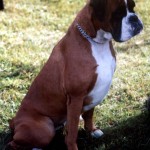 Red fawn boxer