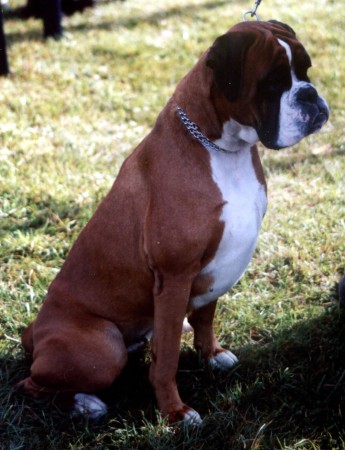 Red fawn boxer