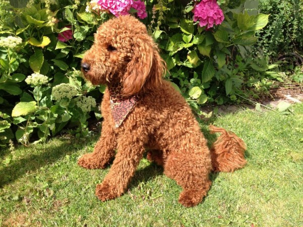 Red miniature Poodle