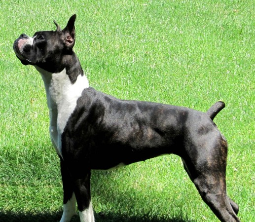 Reverse brindle Boxer