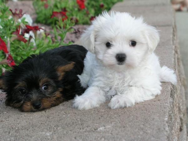 Shih Tzu and Maltese