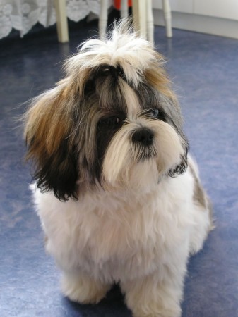 Shih Tzu dog