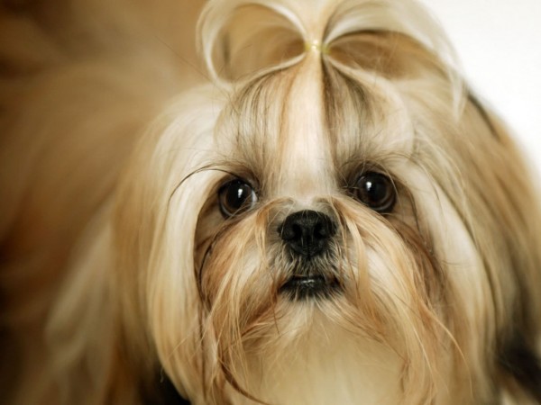 Shih Tzu head