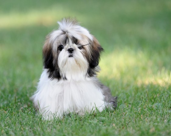 Shih Tzu on grass