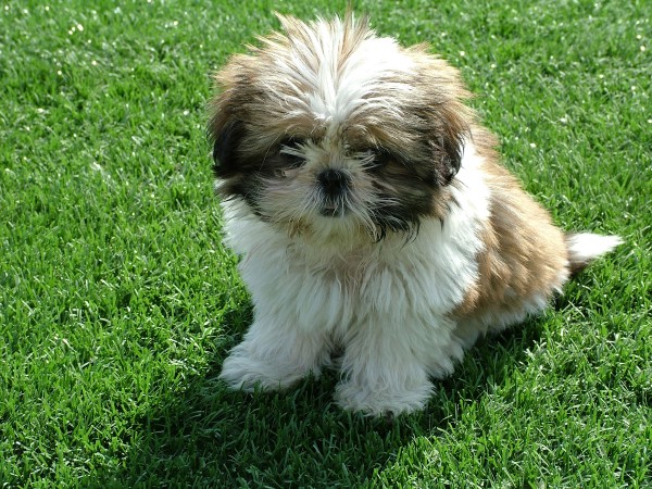 Shih Tzu puppy