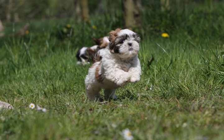 Shih Tzu running wallpaper