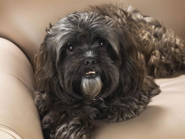 Black/brown Shih Tzu wallpaper