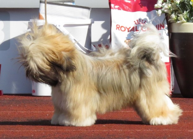 Show cut cream colored Shih Tzu