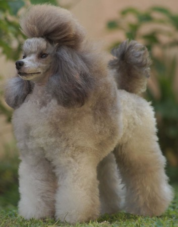 Solid gray coated Poodle