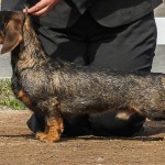 Tan and black wire haired Dachshund