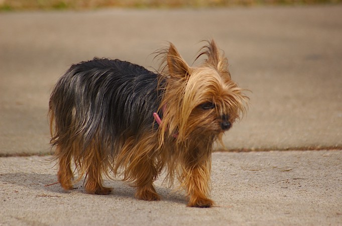 Teacup Yorkshire Terrier