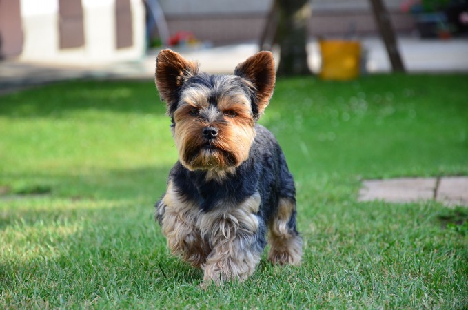 Trimmed Yorkshire Terrier