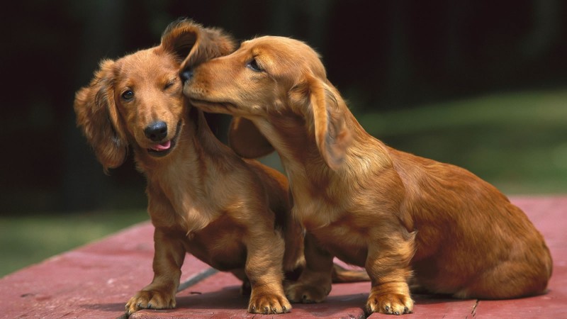 Two Dachshunds wallpaper - My Doggy Rocks