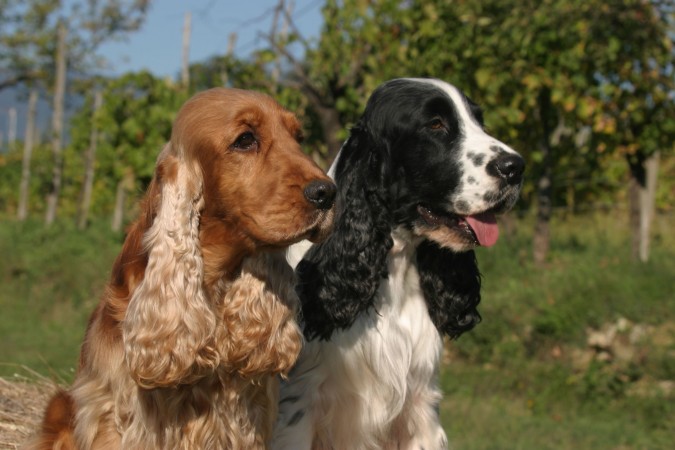 Two English Cocker Spaniels