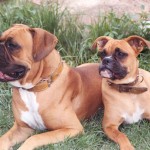 Two fawn Boxers