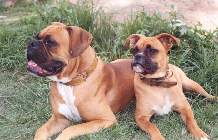 Two fawn Boxers