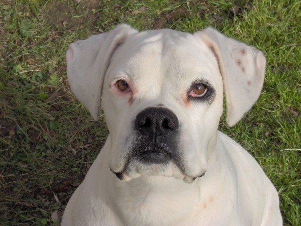 White Boxer head