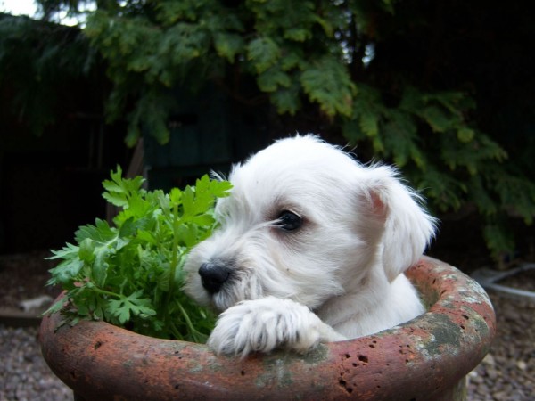 White Miniature Schnauzer puppy