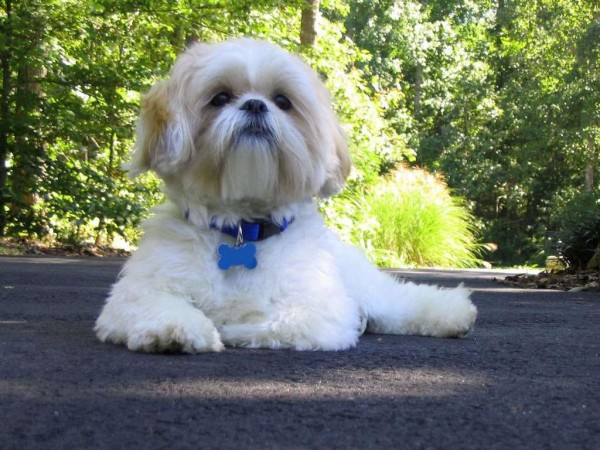 White Shih Tzu