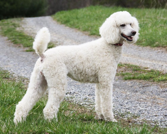 White Poodle