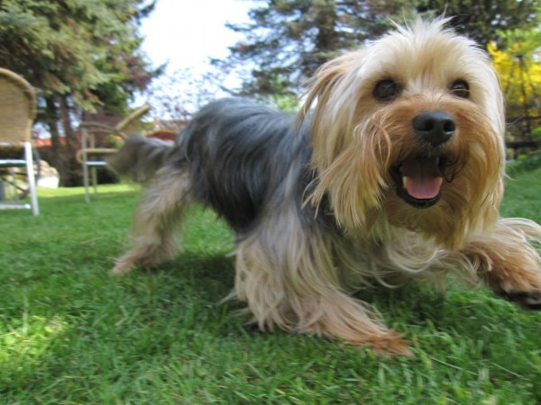 Yorkshire Terrier in garden