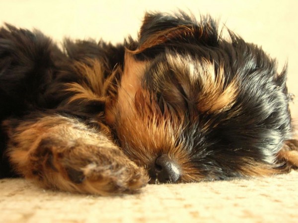 Yorkshire Terrier puppy sleeping